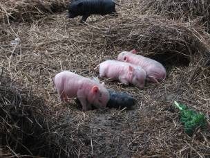 baby pigs 2