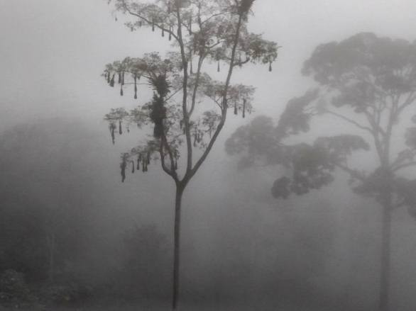 60 Montezuma Oropendola misty morning